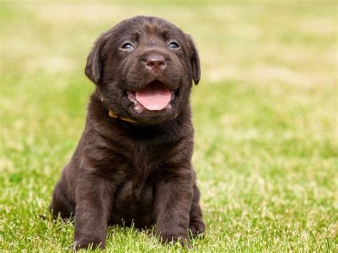 9 week old labrador puppy|8 week old puppy guide.